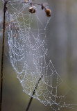 Web