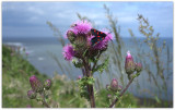 Moth And Thistle