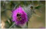 Bee and Thistle
