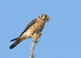 American Kestrel eating a dragonfly