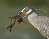 Yellow Crowned Night Heron