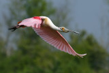 Roseate Spoonbill