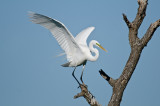 Great Egret