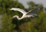 Great Egret