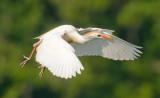 Cattle Egret