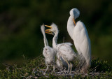 Great Egrets