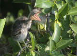 Green Heron chick