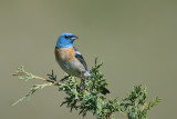 Lazuli Bunting