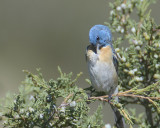 Lazuli Bunting