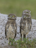 Burrowing Owls