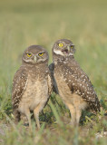 Burrowing Owls