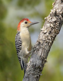 Red-bellied Woodpecker