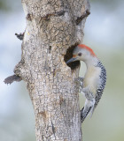 Red-bellied Woodpecker