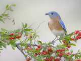 Eastern Bluebird