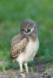 Burrowing Owl chick