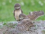 Burrowing Owl chicks