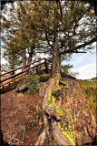Yellowstone tree