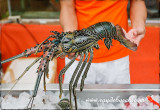 fresh lobster!