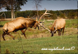 Elk mating scuffle