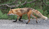 a Denali National Park red fox strut...resident