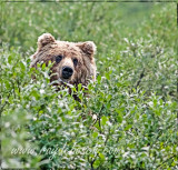 Grizzly peek-a-boo