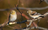American Goldfinch, winter