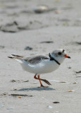 Piping Plover