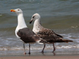 Great Black-backed Gull