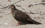 Mourning Dove, Juvenile