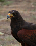Harriss Hawk (captive)