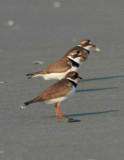 Semi-Palmated Plover