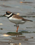 Semi-palmated Plover