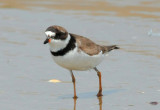 Semi-palmated Plover