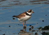 Semi-palmated Plover