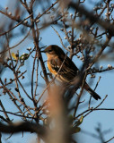 Yellow-rumped Warbler