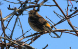 Yellow-rumped Warbler