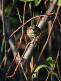 Yellow-rumped Warbler