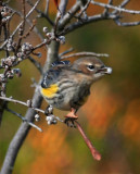 Yellow-rumped Warbler