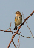 Yellow-rumped Warbler