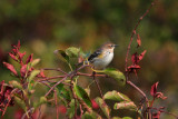 Yellow-rumped Warbler