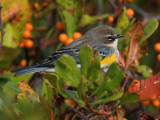 Yellow-rumped Warbler