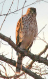 Sharp-shinned Hawk, January 28, 2012, Breezy Point, NY
