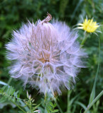 Yellow Goatsbeard