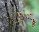 Giant Ichneumon Wasp