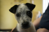 Puppy