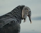 Black Vulture