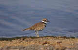 Killdeer