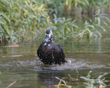 Hybrid Duck taking a bath