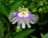 Purple Passion Flower