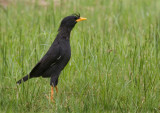 White-vented Myna - Acridotheres grandis (Grote Maina)